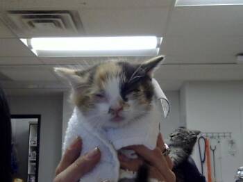 MARIE -  Domestic Short Hair Cat for Adoption in Albuquerque, New Mexico - MARIE | PetCurious