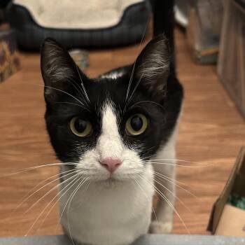 Rescue Domestic Short Hair Cats for Adoption in Antioch, California - Abbie | PetCurious
