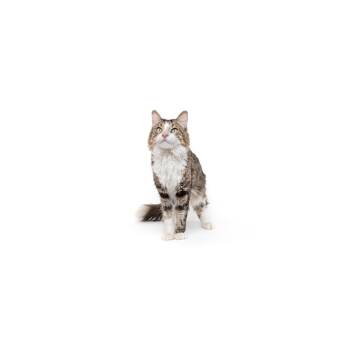 Domestic Short Hair Cats Available for Adoption in Los Angeles, California - Vinny | PetCurious