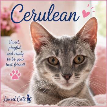 Cerulean-Queen of the Castle -  Tabby Cat for Adoption in Laurel, Maryland - Cerulean-Queen Of The Castle | PetCurious