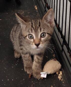 Blanding -  Domestic Short Hair Cat for Adoption in Rehoboth, Massachusetts - Blanding | PetCurious