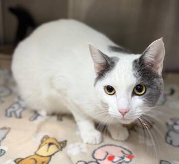 Marshalita -  Domestic Short Hair Cat for Adoption in Columbus, Nebraska - Marshalita | PetCurious