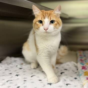 Castle -  Domestic Short Hair Cat for Adoption in Bullhead City, Arizona - Castle | PetCurious