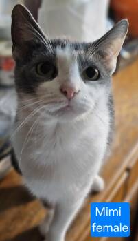 Rescue Domestic Short Hair Cats for Adoption in Greensburg, Pennsylvania - Mimi | PetCurious