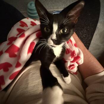 Hannah and Tori -  Domestic Short Hair Cat for Adoption in Hopkinton, Massachusetts - Hannah And Tori | PetCurious