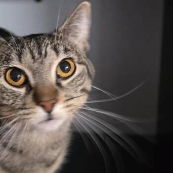 Domestic Short Hair and Tabby Cats Available for Adoption in Liverpool, Texas - Violet | PetCurious