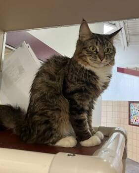 REYNA -  Domestic Long Hair Cat Available for Adoption in Springfield, Massachusetts - REYNA | PetCurious
