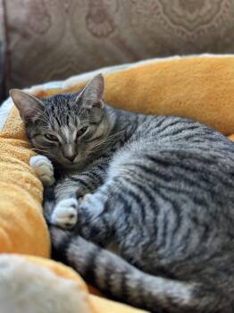 Rescue American Shorthair Cats for Adoption in Belvidere, Illinois - Sassy | PetCurious