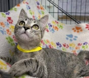 Checkerspot -  Domestic Short Hair Cat for Adoption in Plano, Texas - Checkerspot | PetCurious
