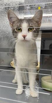 Sofia (FCID# 05/21/2026 - 31 West Chester PS) K -  Tabby Cat for Adoption in Greenville, Delaware - Sofia (FCID# 05/21/2026 - 31 West Chester PS) K | PetCurious