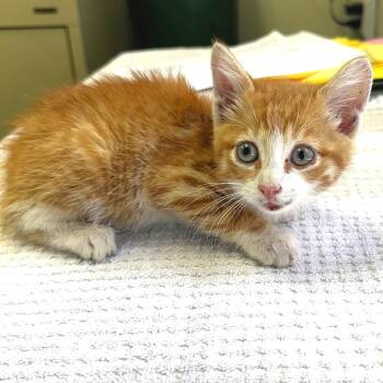 Felix -  Domestic Short Hair Cat for Adoption in Warrensburg, Missouri - Felix | PetCurious
