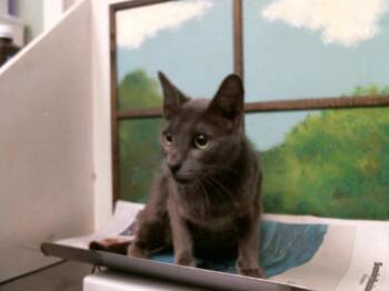 Domestic Short Hair Cats Available for Adoption in Houston, Texas - HILLARY | PetCurious