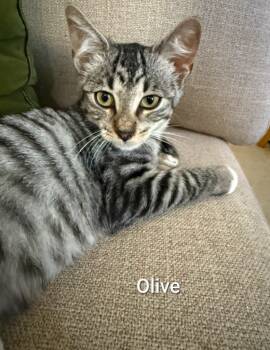 Rescue Domestic Short Hair Cats for Adoption - Olive | PetCurious