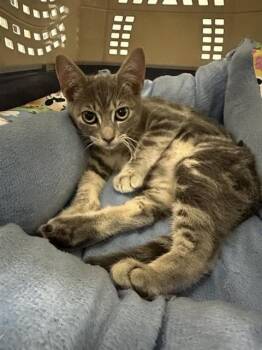 JANE -  Domestic Short Hair Cat for Adoption in Corpus Christi, Texas - JANE | PetCurious