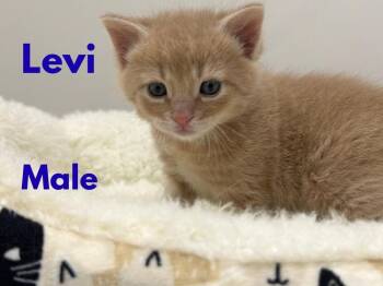 Levi (The Lititz Delivery Litter) -  Domestic Short Hair Cat for Adoption in Telford, Pennsylvania - Levi (The Lititz Delivery Litter) | PetCurious
