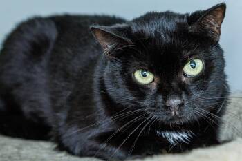 Shadow -  Domestic Short Hair Cat for Adoption in Chester Springs, Pennsylvania - Shadow | PetCurious