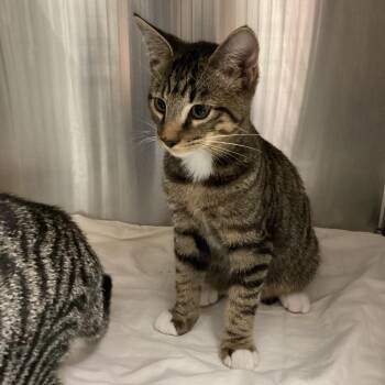Cheddar -  Domestic Short Hair Cat for Adoption in Tampa, Florida - Cheddar | PetCurious
