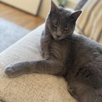 Rescue Domestic Short Hair Cats for Adoption in Los Angeles, California - Leo | PetCurious