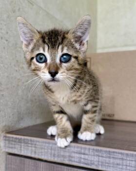 Domestic Short Hair Cats Available for Adoption in Honolulu, Hawaii - Fetty Wap | PetCurious