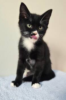 Oni -Preadoption ONLY -  Domestic Short Hair Cat for Adoption in Chilliwack, British Columbia - Oni -Preadoption ONLY | PetCurious