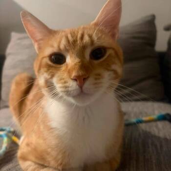 Sunny -  Domestic Short Hair Cat for Adoption in New York, New York - Sunny | PetCurious
