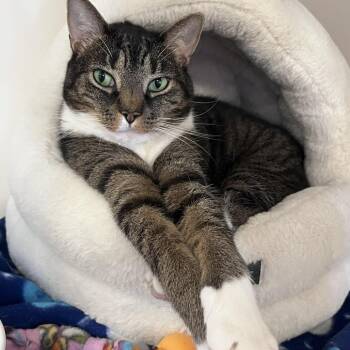 Oliver -  Domestic Short Hair Cat for Adoption in Ashland, Massachusetts - Oliver | PetCurious