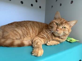 Ikea -  Domestic Medium Hair Cat for Adoption - Ikea | PetCurious