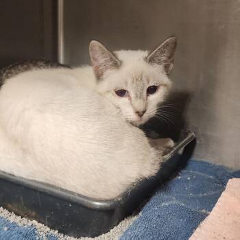 Frizzle -  Domestic Short Hair and Siamese Cat for Adoption in Evensville, Tennessee - Frizzle | PetCurious