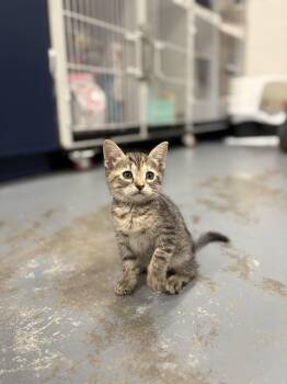 Rescue Domestic Short Hair Cats for Adoption in Mount Pleasant, South Carolina - Ramsey | PetCurious