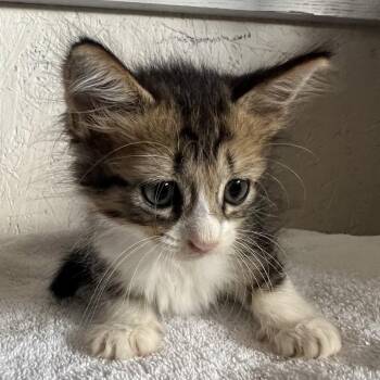 Dynamite Shrimp A26-172 -  Domestic Short Hair Cat for Adoption in Santa Rosa Beach, Florida - Dynamite Shrimp A26-172 | PetCurious
