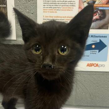 Jayda -  Domestic Short Hair Cat for Adoption in Allentown, Pennsylvania - Jayda | PetCurious
