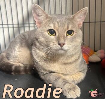 Rescue Domestic Short Hair Cats for Adoption in Douglasville, Georgia - Roadie | PetCurious