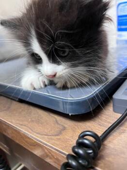 Stunner -  Domestic Long Hair Cat for Adoption in Clarksville, Tennessee - Stunner | PetCurious