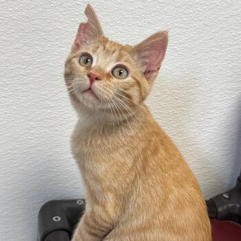 Fry -  Domestic Medium Hair Cat for Adoption in Milford, Iowa - Fry | PetCurious