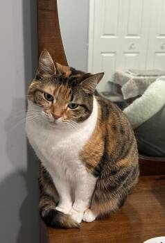 Domestic Short Hair Cats Available for Adoption in Walled Lake, Michigan - Hobo | PetCurious