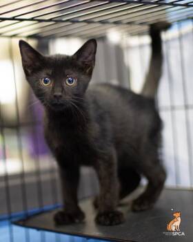 Jody -  Domestic Short Hair Cat for Adoption in Roanoke, Virginia - Jody | PetCurious