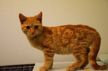 Tabby Cats Available for Adoption in Claresholm, Alberta - Bosco | PetCurious