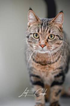 Kameryn -  Domestic Short Hair Cat for Adoption in Kalispell, Montana - Kameryn | PetCurious