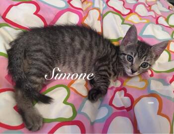 Simone and Turia -  Snowshoe and Domestic Short Hair Cat for Adoption - Simone And Turia | PetCurious