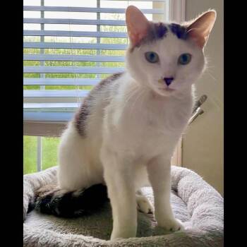 Ash -  Domestic Short Hair Cat for Adoption in Raleigh, North Carolina - Ash | PetCurious