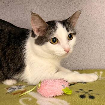 Domestic Short Hair Cats Available for Adoption - Luna | PetCurious