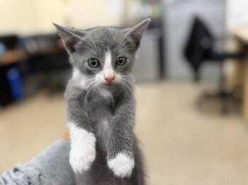 Domestic Short Hair Cats Available for Adoption in Doral, Florida - BINGO | PetCurious