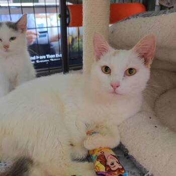 Geraldine -  Domestic Short Hair Cat for Adoption in Fredericksburg, Virginia - Geraldine | PetCurious