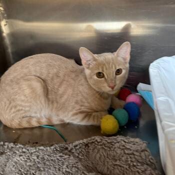 Paddington -  Domestic Short Hair Cat for Adoption in Las Vegas, Nevada - Paddington | PetCurious