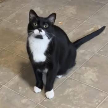 Leo C12752 -  Domestic Short Hair Cat for Adoption - Leo C12752 | PetCurious