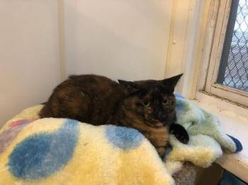 Bam Bam 2 -  Domestic Short Hair Cat for Adoption in Bourbonnais, Illinois - Bam Bam 2 | PetCurious