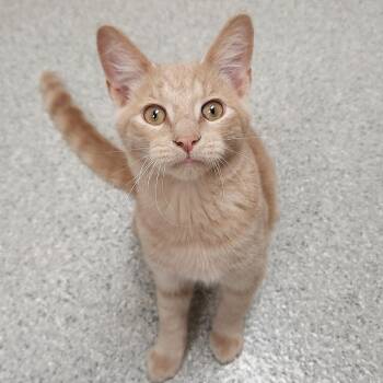 Conan -  Domestic Short Hair Cat for Adoption in Marshfield, Wisconsin - Conan | PetCurious