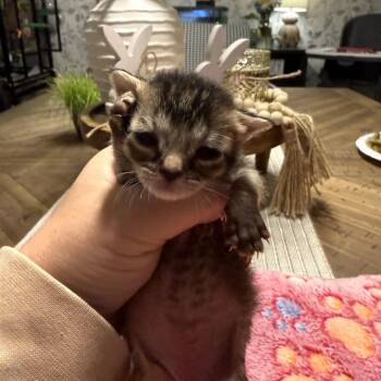 Mystery -  Domestic Short Hair Cat for Adoption in Duncan, Oklahoma - Mystery | PetCurious