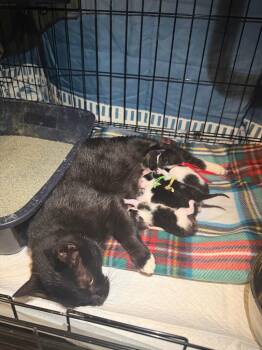 Domestic Short Hair Cats Available for Adoption in Augusta, Georgia - Alani | PetCurious