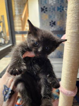 Rescue Domestic Short Hair Cats for Adoption in St. Peters, Missouri - Rocky Racoon | PetCurious